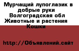 Мурчащий лупоглазик в добрые руки - Волгоградская обл. Животные и растения » Кошки   